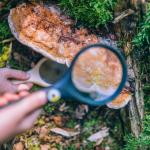 Forest School - paddenstoelensafari