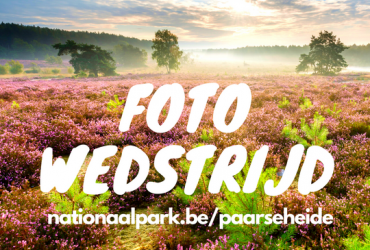 Paarse Heide 2024: Wandel- & fietsroutes + fotowedstrijd + wandelweekend